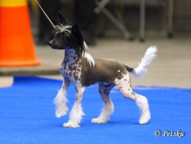 Bi-Lav Plus Unikum Zodellin Chan-Royce