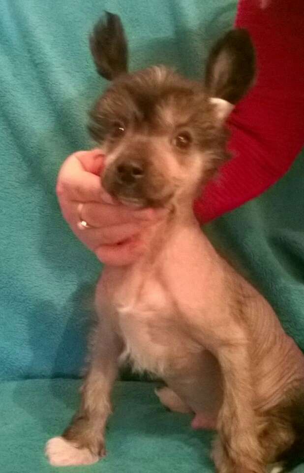 Etual Asandant Gollum