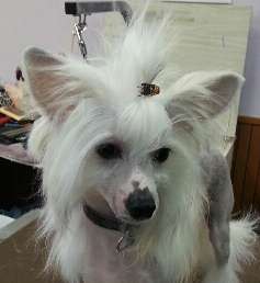 Nice'n Teasy von Shinbashi