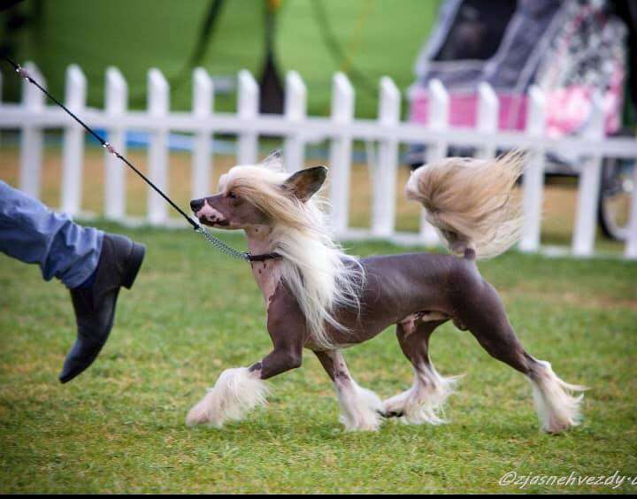 Crest'd Label Let The People talk