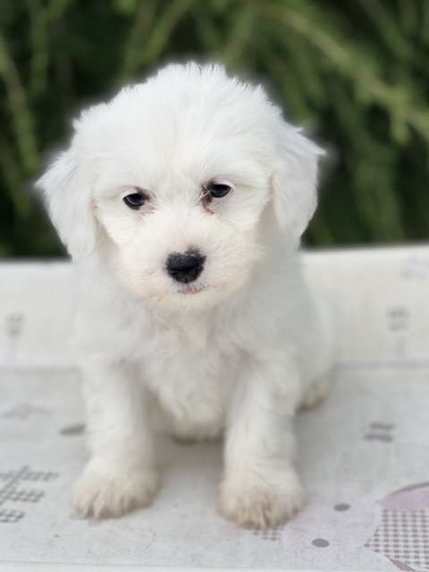 Dakine von Shinbashi