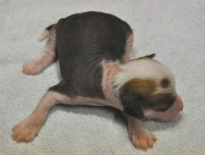 Jackpot Little Champs