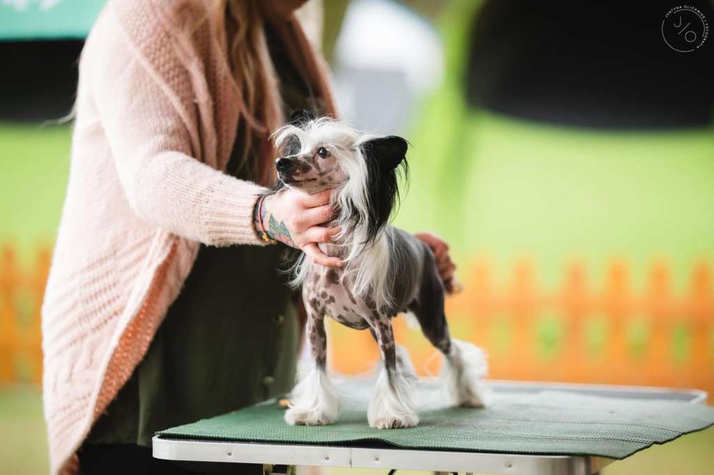 Sol'tanto Nothing Compares