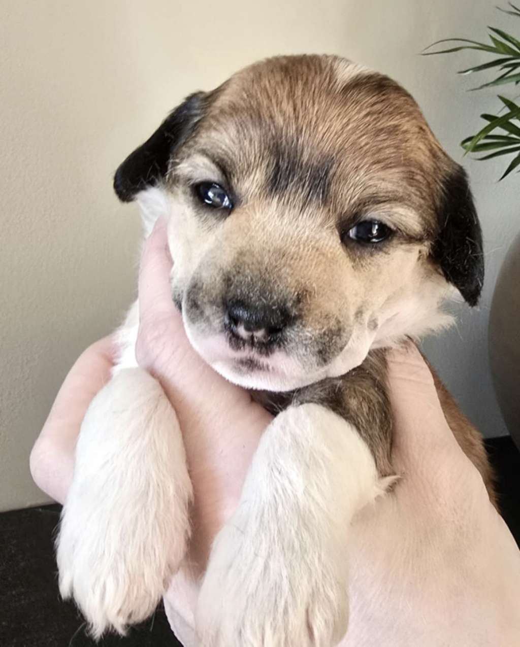 Moelmo? Take This Heart of Gold