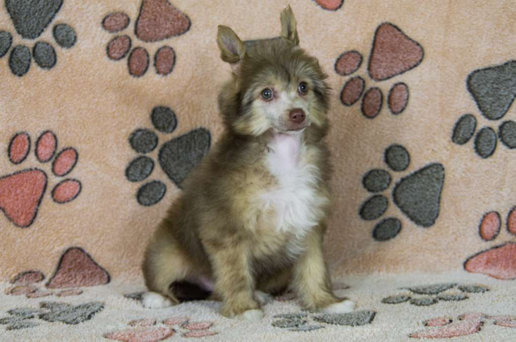 Xandra Ja Jewel iz Clana Timurlana