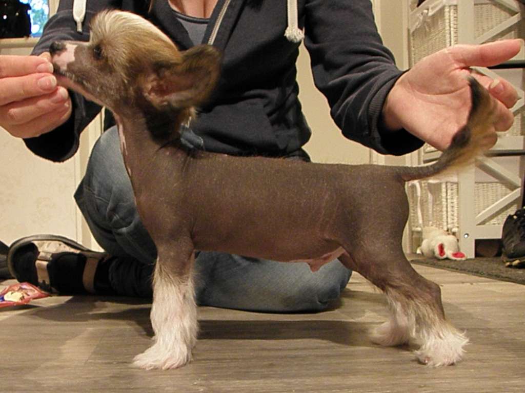 Drömtorpet's Fandango de la Beanie