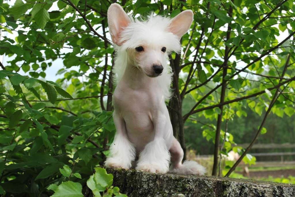 Ksolo Club Cheshirskiy Kot