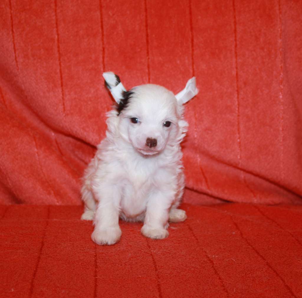 Yatarik Beloe Oblachko