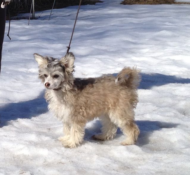 Tournais Watch N Weep