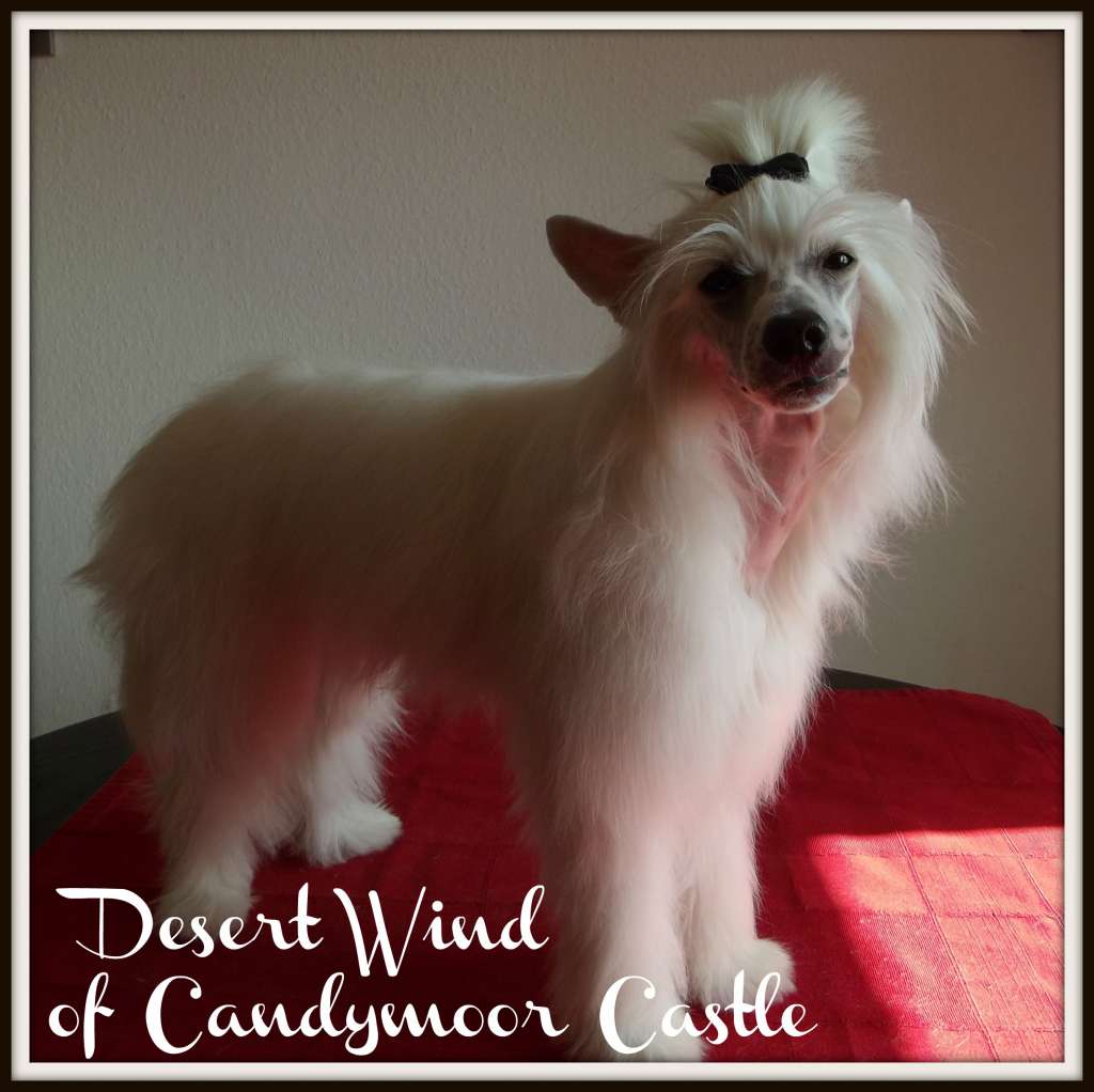 Desert Wind of Candymoor Castle