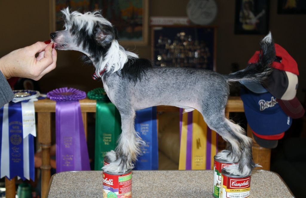 Firecrest Don't Look Back