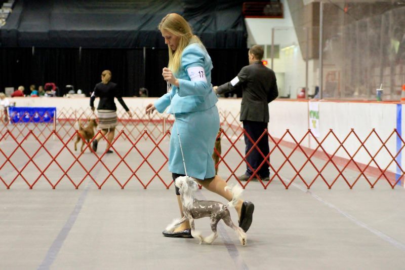 Juncus Lavandula SOD