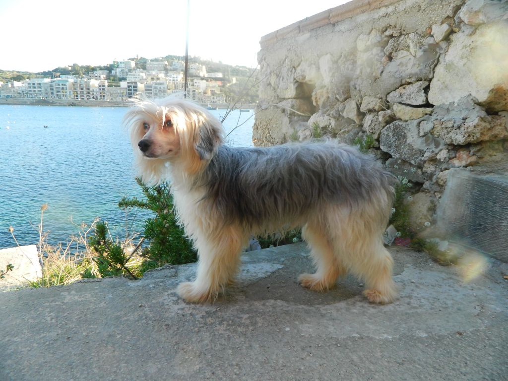 Diadene Pollyanna (imp MLT)