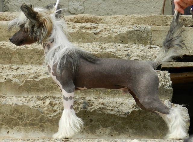 Funky-Monkey Istiniy Chempion