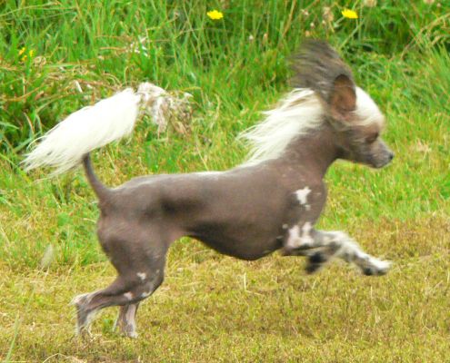 Glorious First Choice