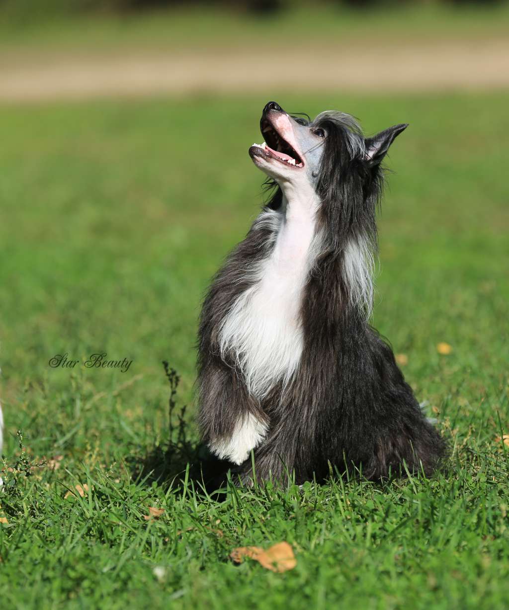 Star Beauty Galaktika