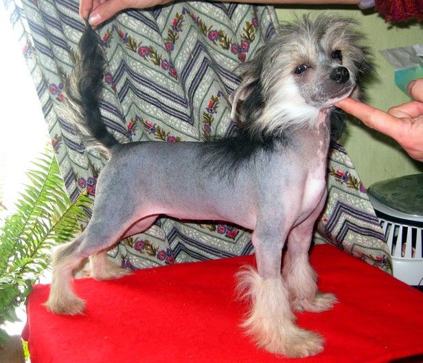 Angel O' Check Fantastika