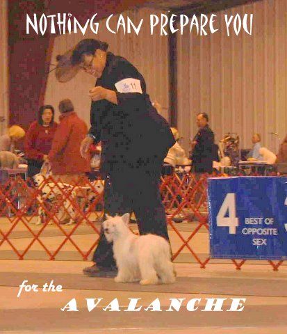 EverCrest-Majestic IceAge @ Rockin M