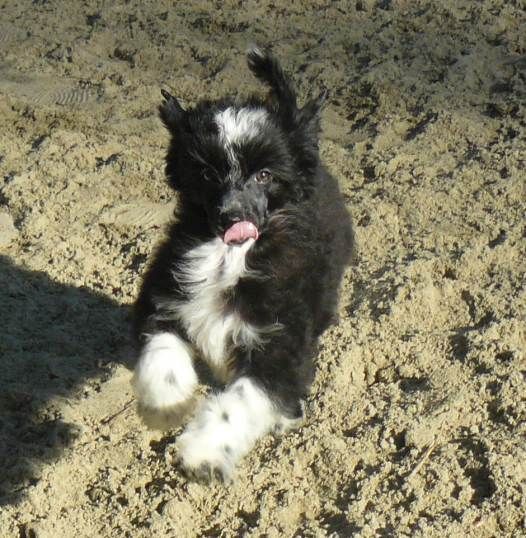 Jackson Top Model De Rama