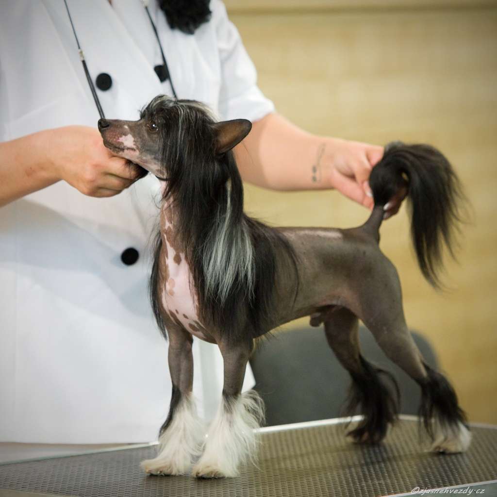 Yam Mey's Custom Boy