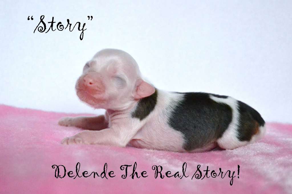 Delende The Real Story!