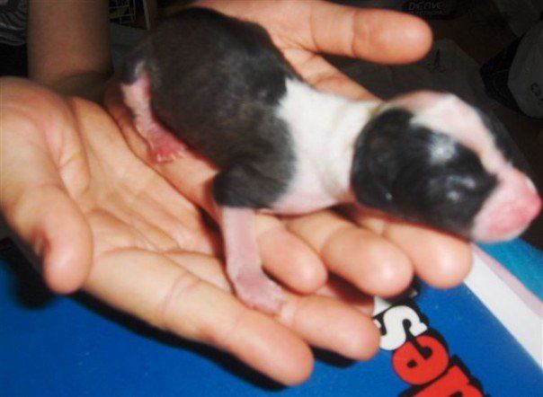 Dyrdal's Bello Powder Puff Dream