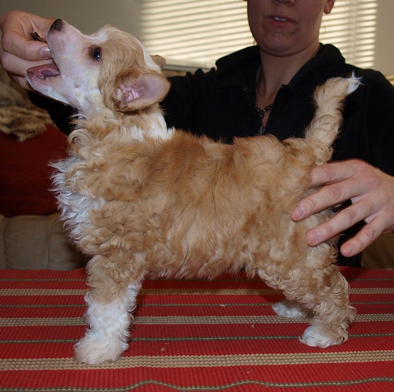 Crestwood Sörsselssön