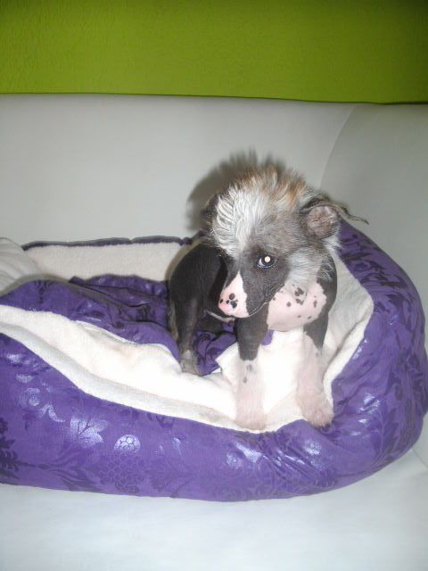 Agent for Life of Divaz Angelz