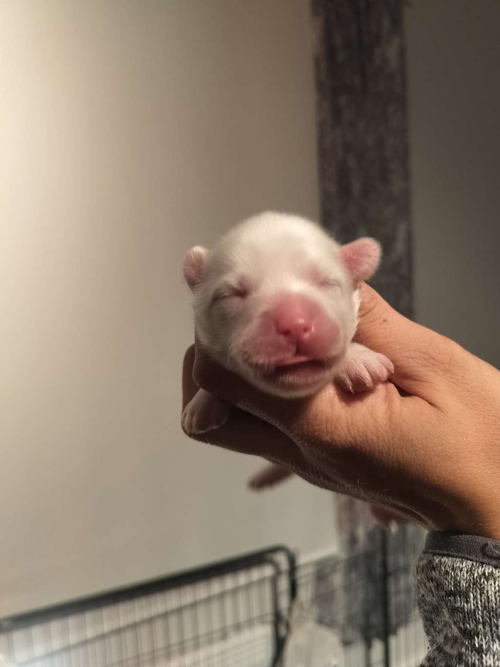 Oakcrest Fluffy Dream