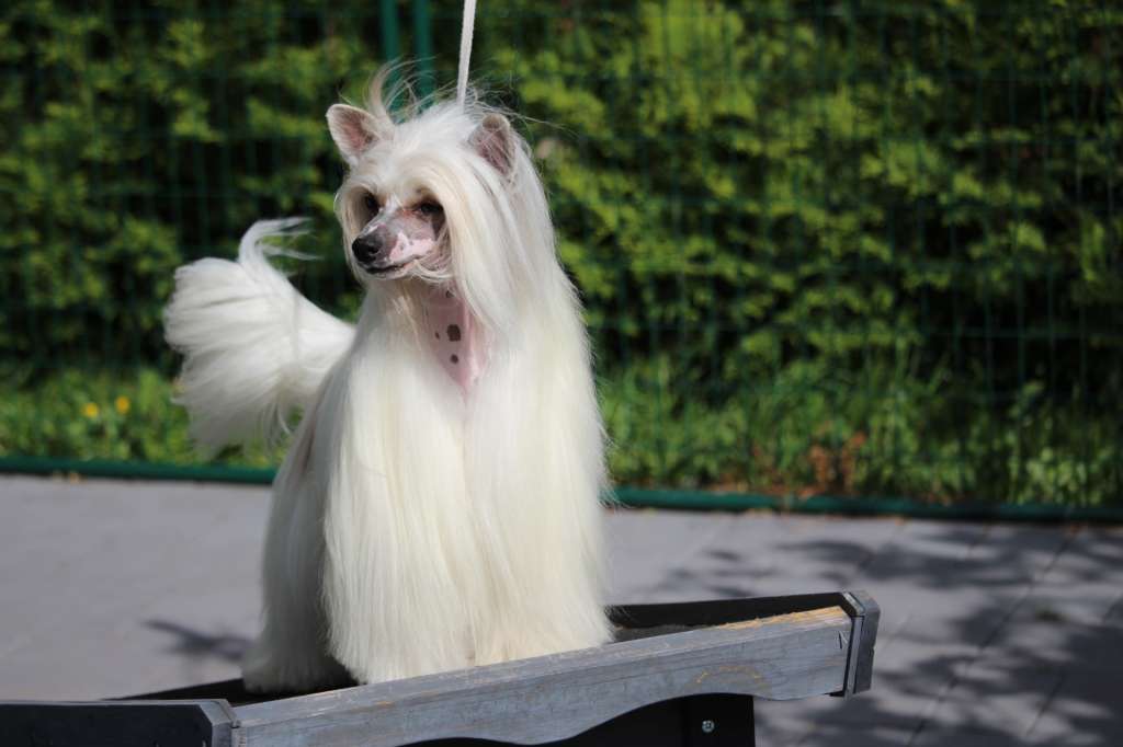 Jamming's De Koninck