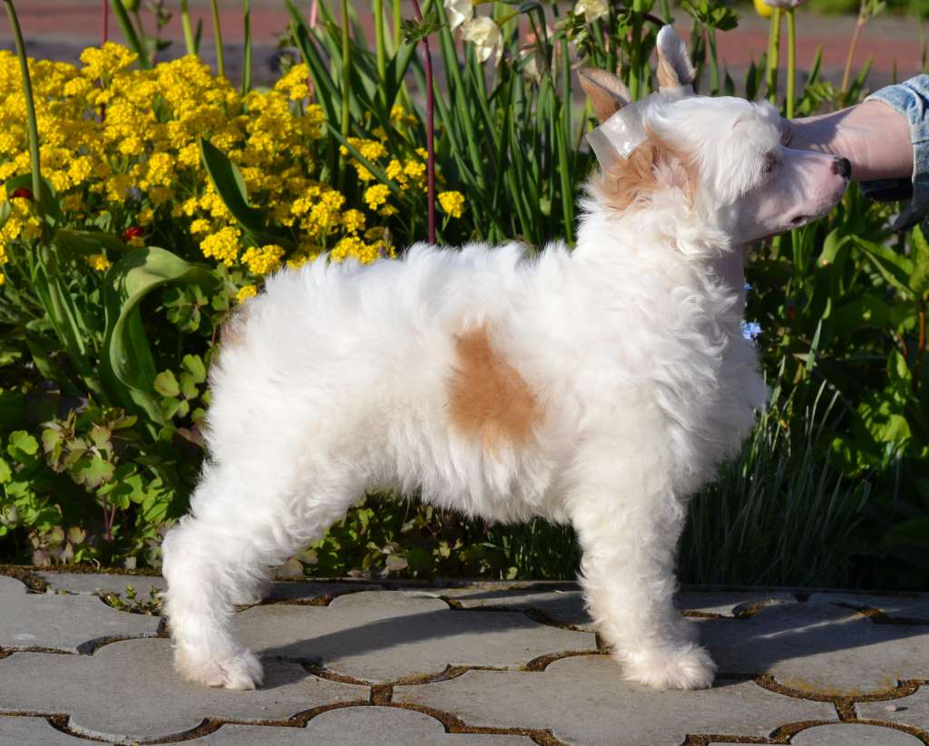 Planeta Angelov Joker