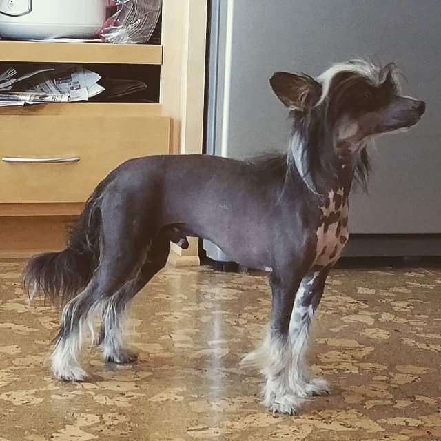 OhSo Almighty Calypso's Stardust