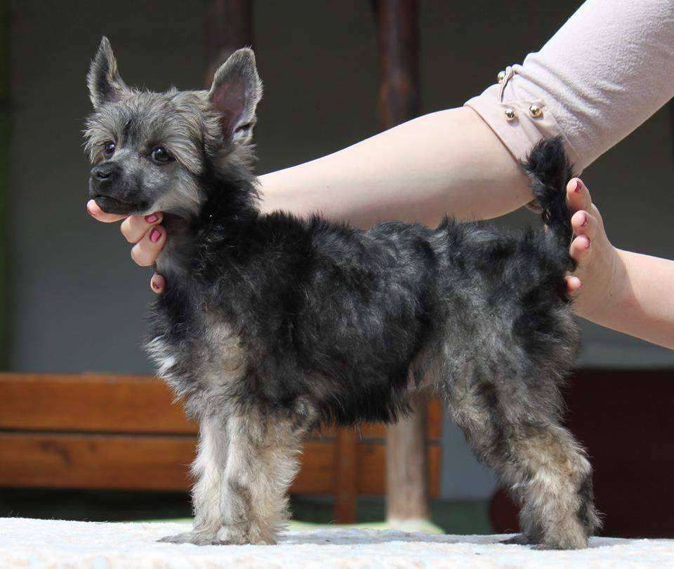 Yessi Kalis z Treste