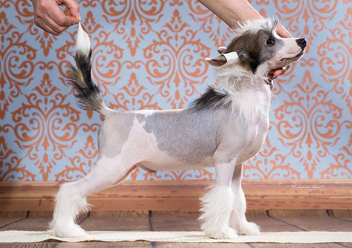 Angel O'Check Ararat