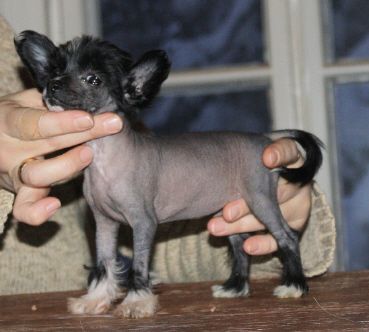 Bozo Gang's Medallion Of Gold