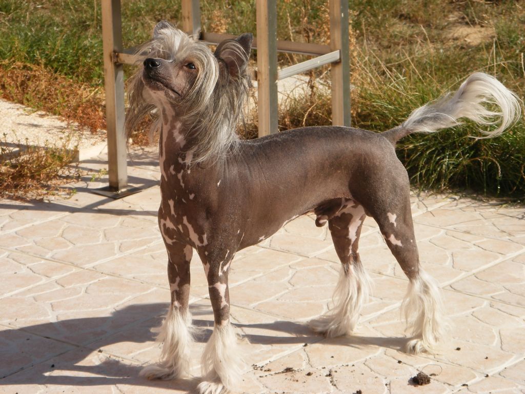 Utchi des Joyaux de Melita