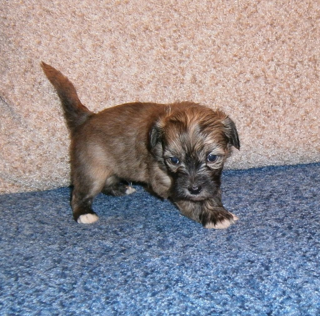 Karnelius Mukesh Neil Nitin