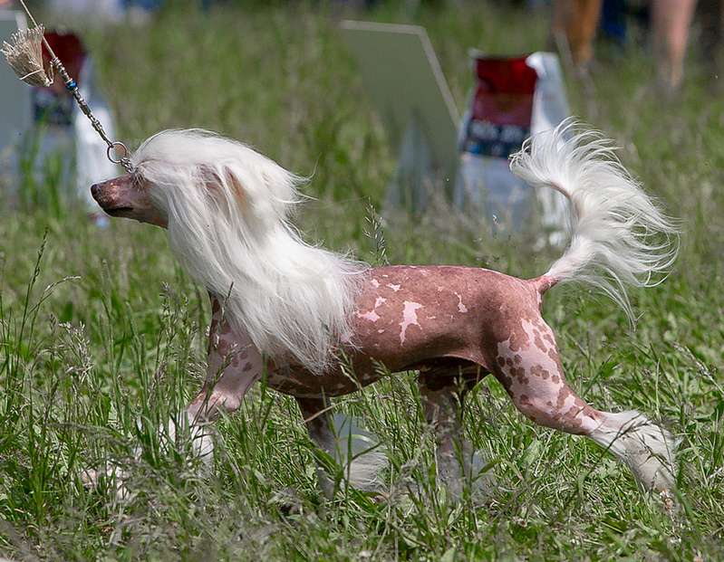 Angel O' Check Tunis