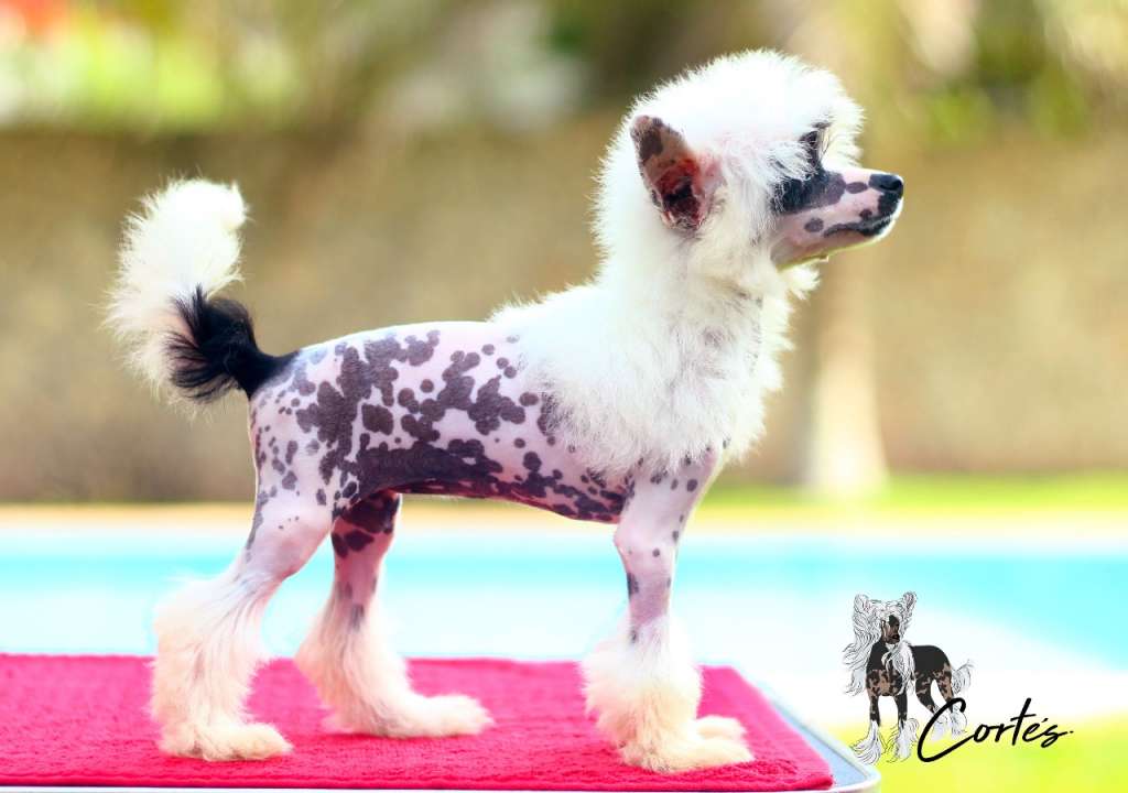 Ariel Go For It (Cortes)