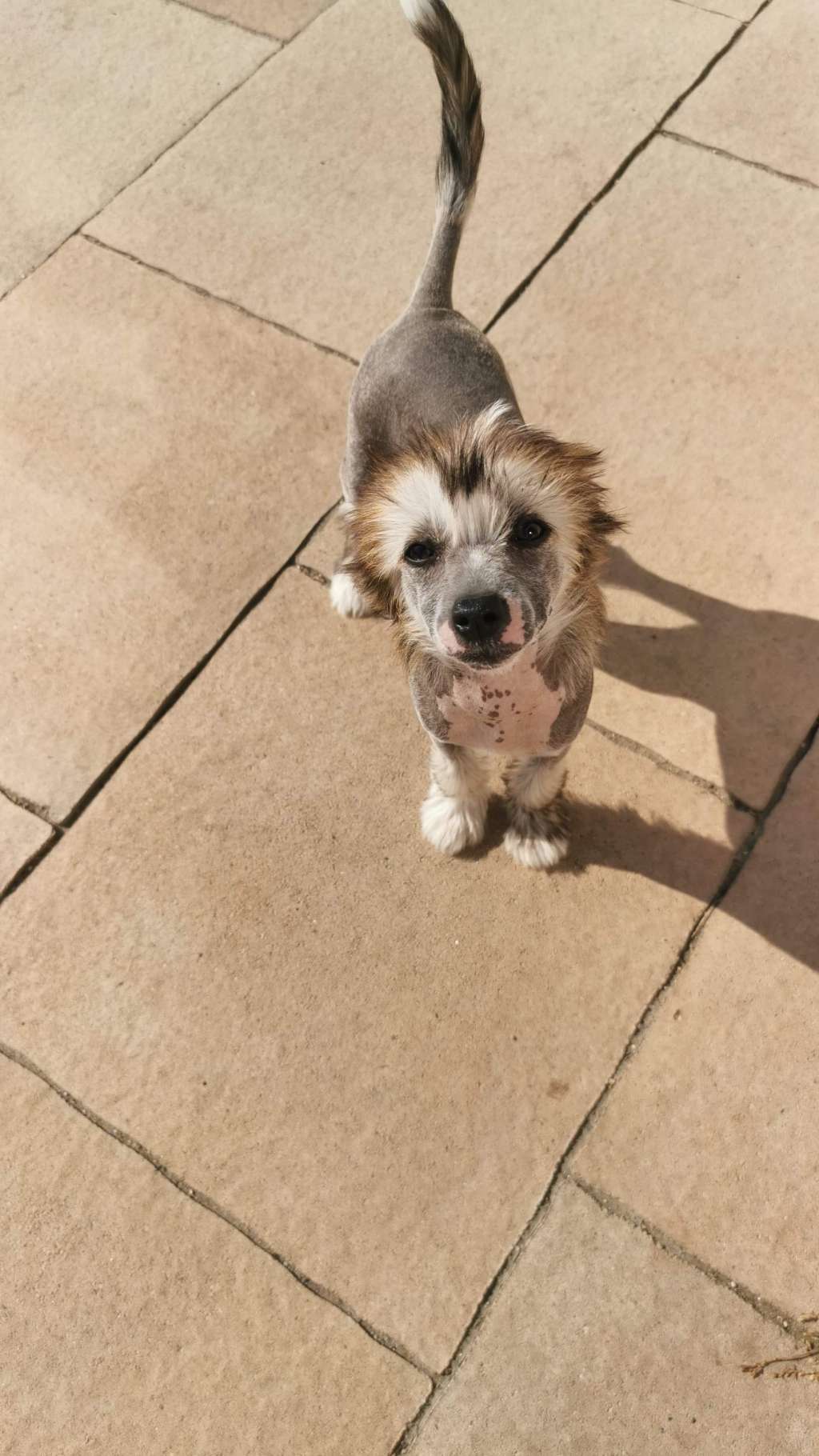 Shosanna Dreyfus Descente Dans La Folie