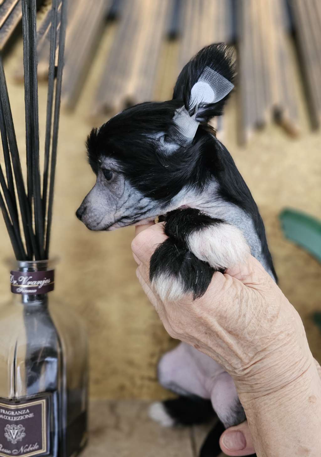 Pamela Picasso Gambitas