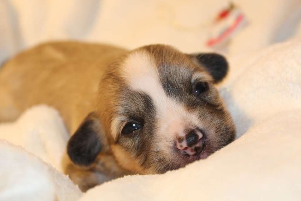 Désirée iL Senso Della Mia Vita