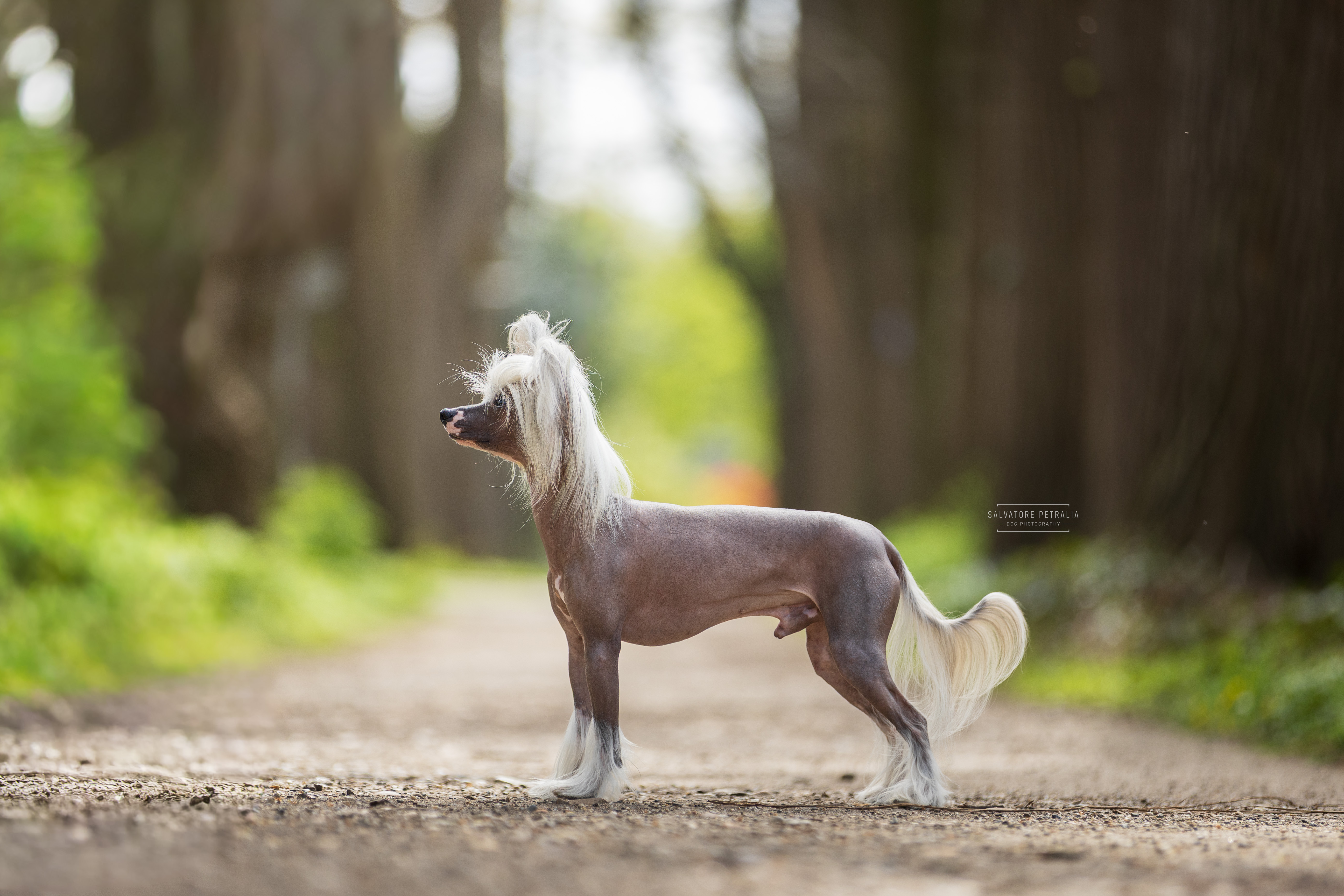 HALNY z Wioski Jagny (fci)