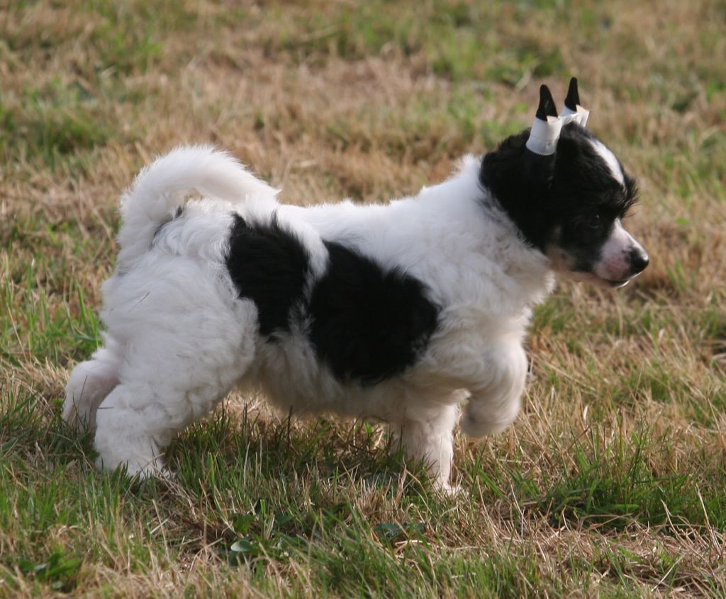 Syrup of sweetness de Almamasan