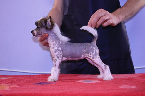 Hip Hip Hura Next Germanika