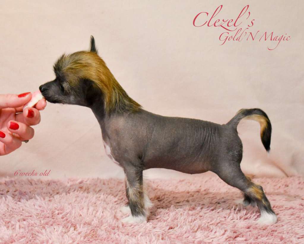 Clezel's Gold'N Magic