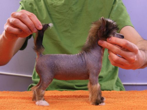 Czeremcha Next Germanika