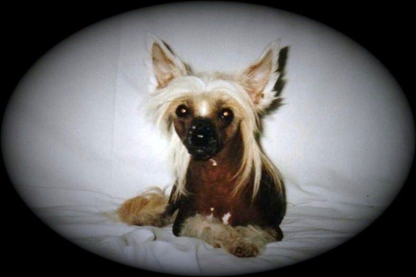 Adonis Divoky Mesic  20.5.2003 -