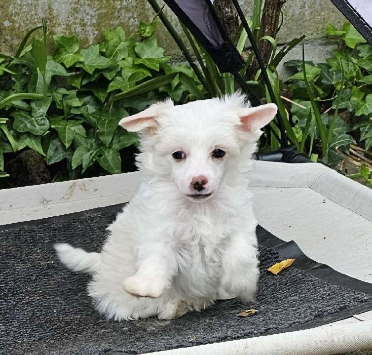 Albert Little Charmings