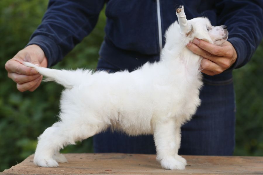 Olegro Katrin Ella Elation